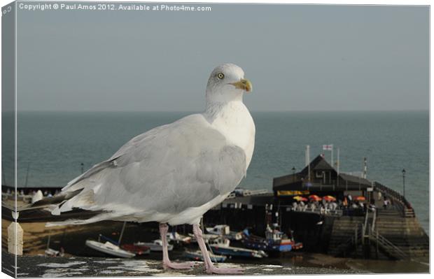 Seagull Broadstairs Canvas Print by Paul Amos