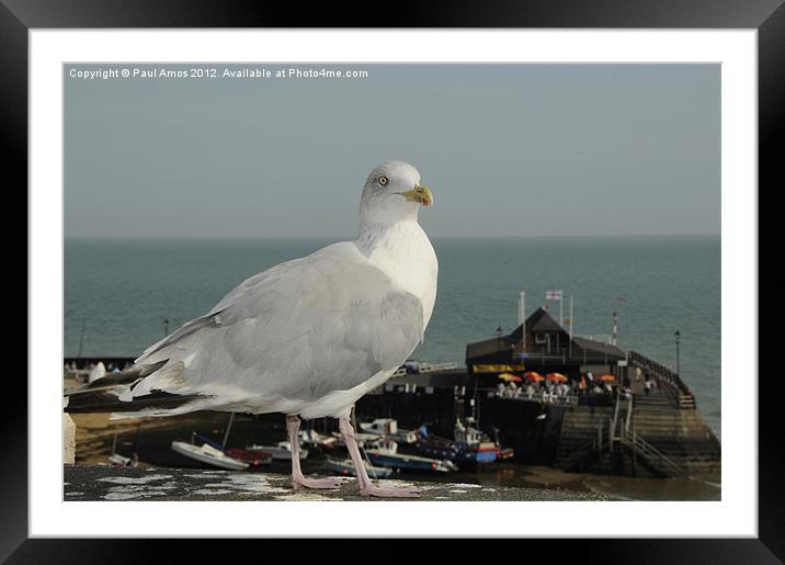 Seagull Broadstairs Framed Mounted Print by Paul Amos