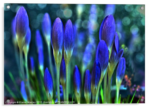 Spring Crocus flowers unopened  Acrylic by Elaine Manley