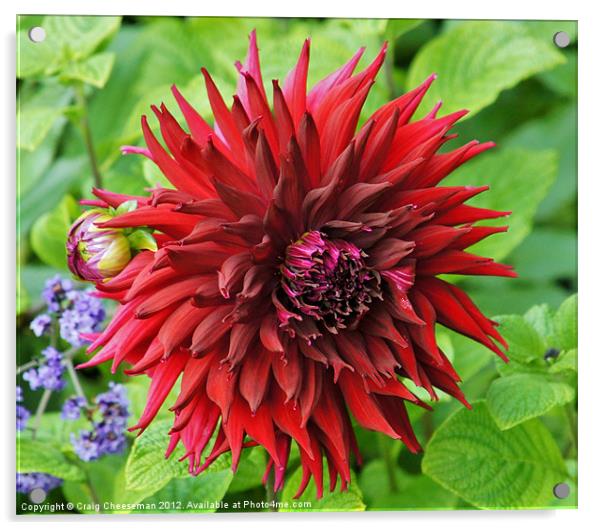 Crazy red Acrylic by Craig Cheeseman