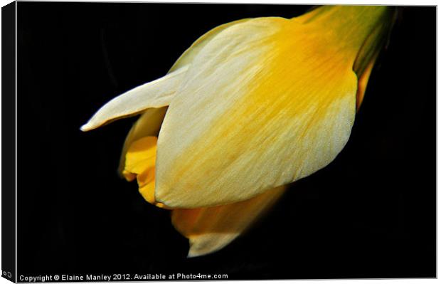  Spring Yellow Daffodil  Flower Bud Canvas Print by Elaine Manley