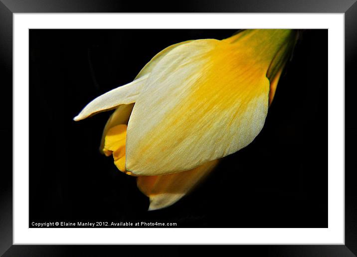  Spring Yellow Daffodil  Flower Bud Framed Mounted Print by Elaine Manley