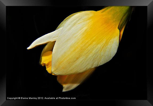  Spring Yellow Daffodil  Flower Bud Framed Print by Elaine Manley