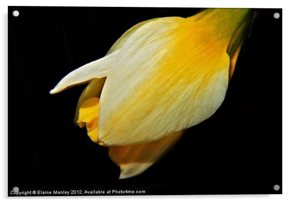  Spring Yellow Daffodil  Flower Bud Acrylic by Elaine Manley