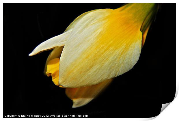  Spring Yellow Daffodil  Flower Bud Print by Elaine Manley