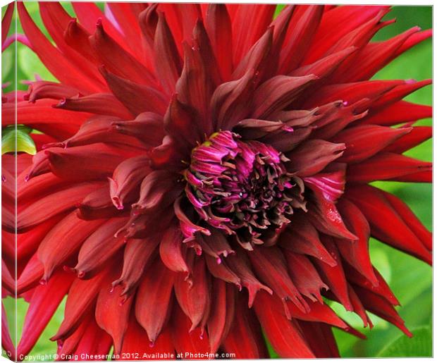 Crazy red close up Canvas Print by Craig Cheeseman