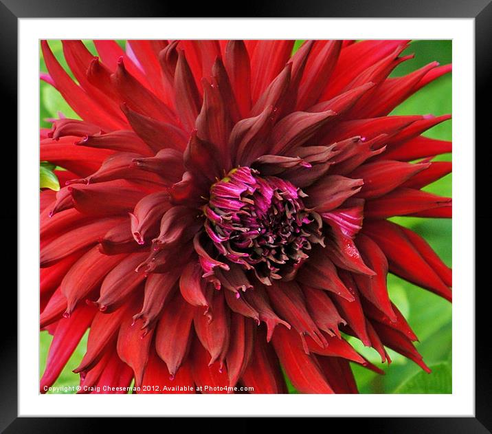Crazy red close up Framed Mounted Print by Craig Cheeseman