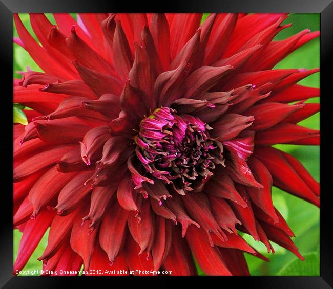 Crazy red close up Framed Print by Craig Cheeseman