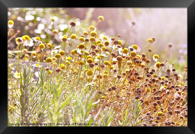 September  Magic Framed Print by Elaine Manley