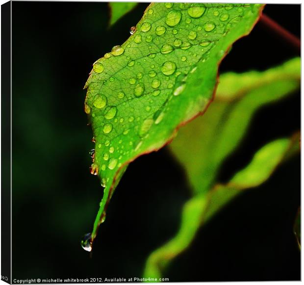 Raindrops on a leaf Canvas Print by michelle whitebrook