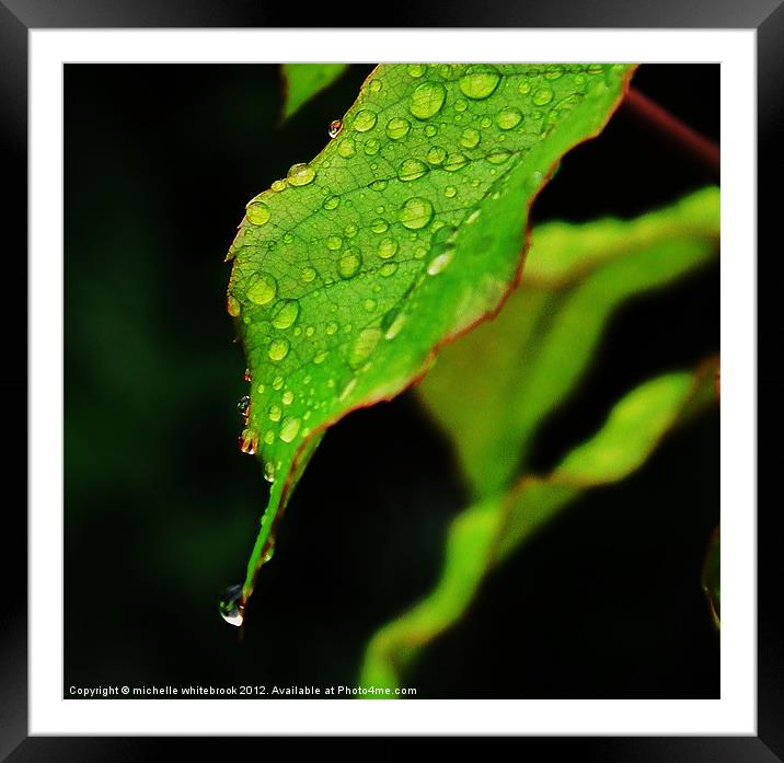 Raindrops on a leaf Framed Mounted Print by michelle whitebrook