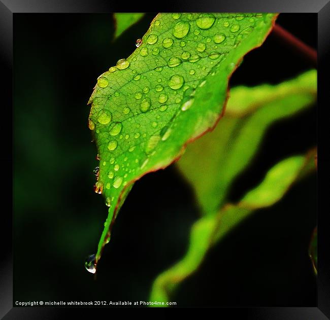 Raindrops on a leaf Framed Print by michelle whitebrook