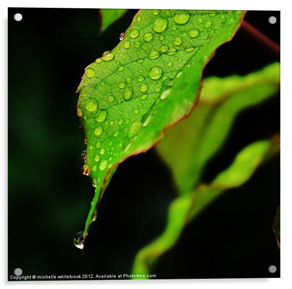 Raindrops on a leaf Acrylic by michelle whitebrook