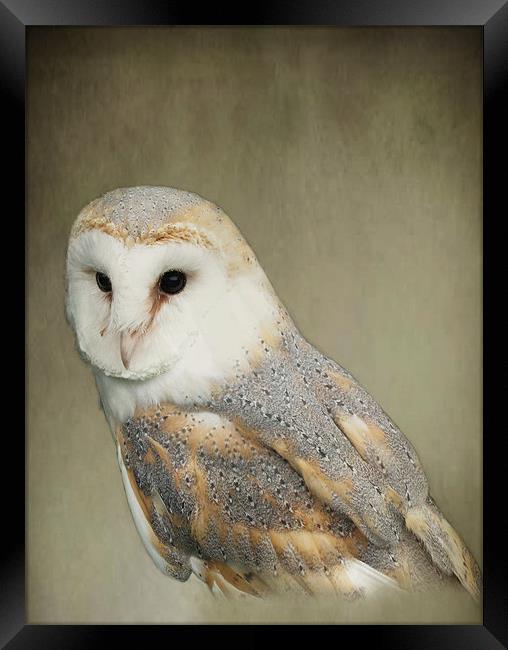 Barn Owl Framed Print by Jacqi Elmslie