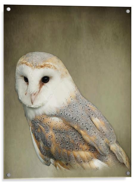 Barn Owl Acrylic by Jacqi Elmslie