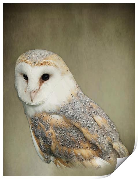 Barn Owl Print by Jacqi Elmslie