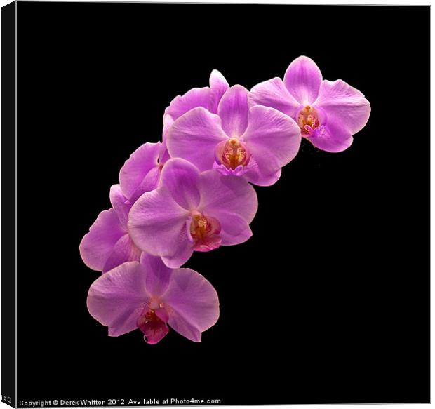 Orchid Flowers Canvas Print by Derek Whitton