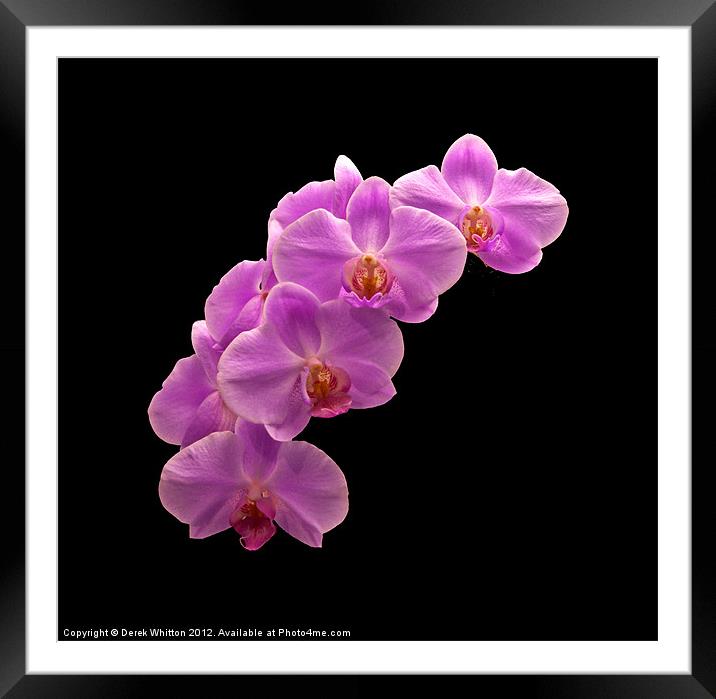 Orchid Flowers Framed Mounted Print by Derek Whitton
