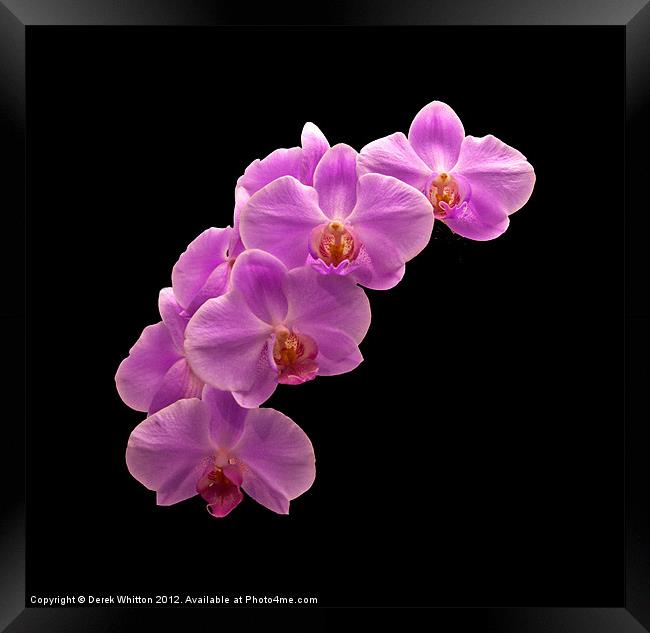 Orchid Flowers Framed Print by Derek Whitton