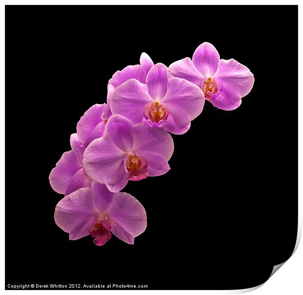 Orchid Flowers Print by Derek Whitton