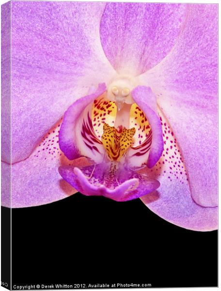 Orchid Flower Canvas Print by Derek Whitton