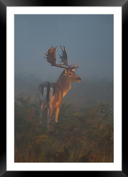 Fallow Buck Framed Mounted Print by Val Saxby LRPS