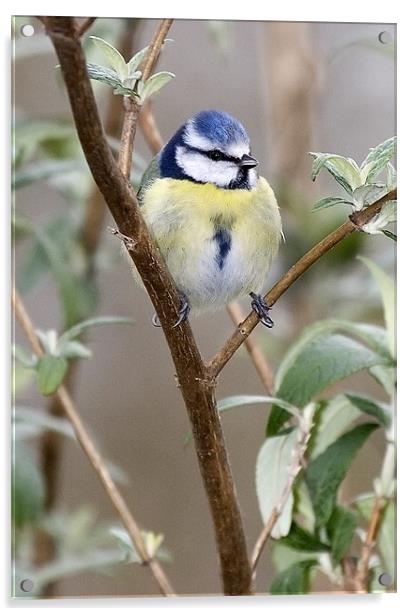 Blue Tit Acrylic by Andy Allen