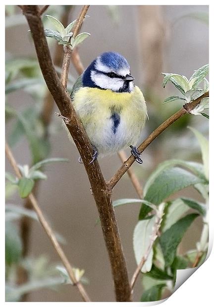 Blue Tit Print by Andy Allen