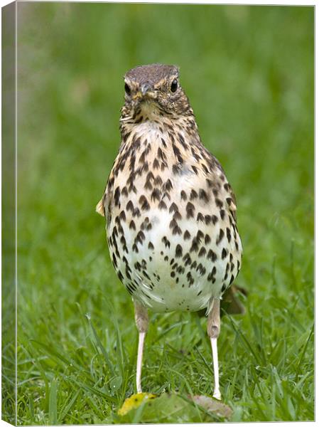 Thrush with slippers Canvas Print by Andy Allen