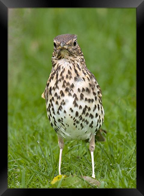 Thrush with slippers Framed Print by Andy Allen