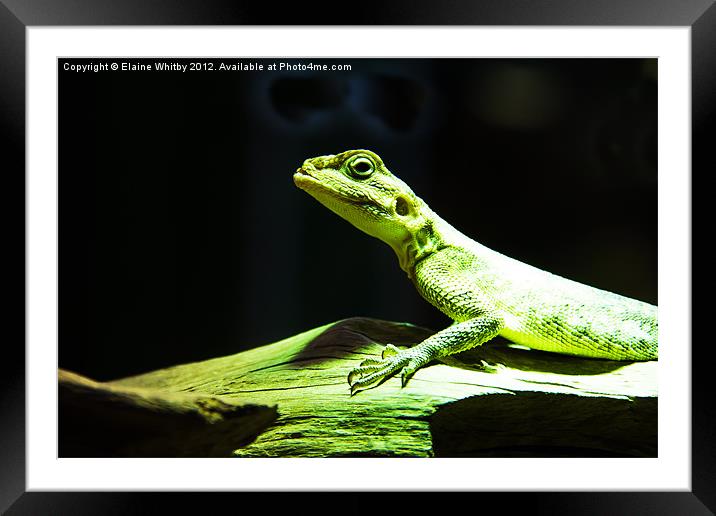 Green Lizard Framed Mounted Print by Elaine Whitby