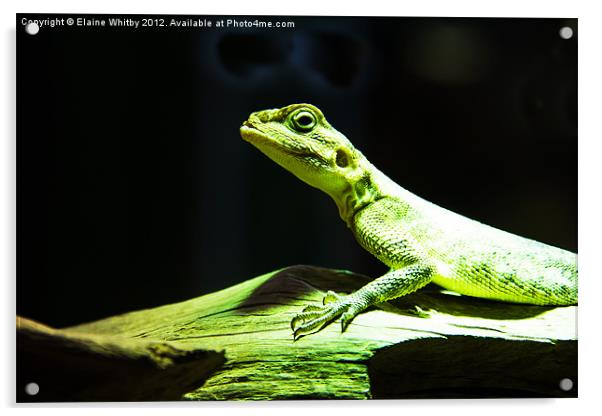 Green Lizard Acrylic by Elaine Whitby