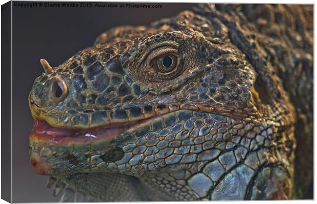 Monitor Lizard Canvas Print by Elaine Whitby