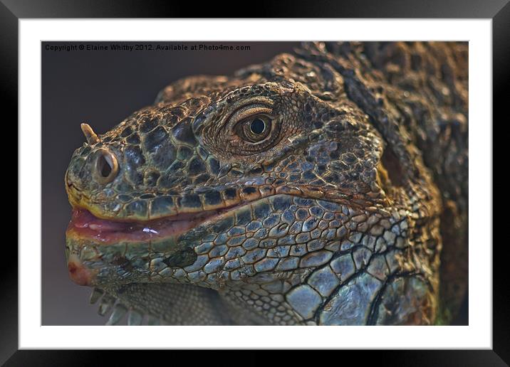 Monitor Lizard Framed Mounted Print by Elaine Whitby