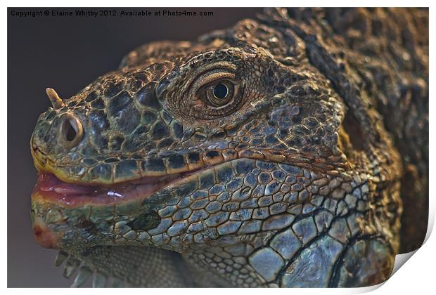 Monitor Lizard Print by Elaine Whitby