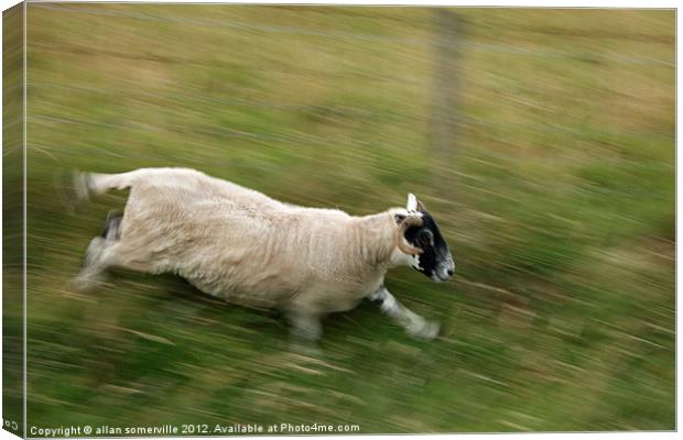 sheep on the run Canvas Print by allan somerville