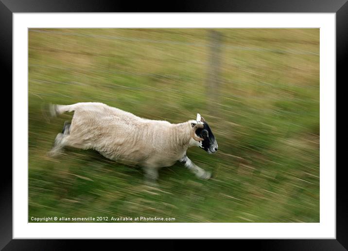 sheep on the run Framed Mounted Print by allan somerville