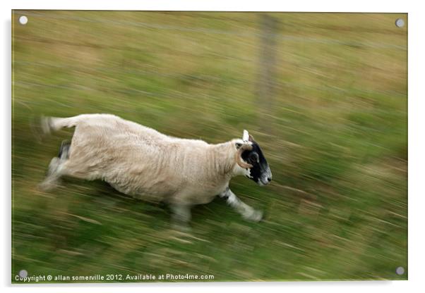 sheep on the run Acrylic by allan somerville