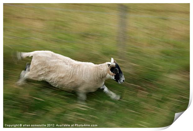sheep on the run Print by allan somerville