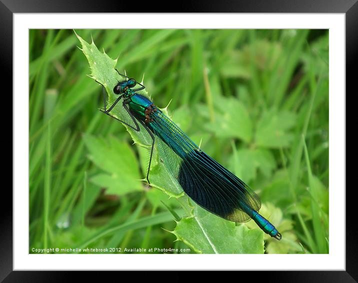 Blue Damsel Fly Framed Mounted Print by michelle whitebrook