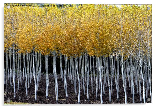 French Autumn Trees Acrylic by Paul Amos