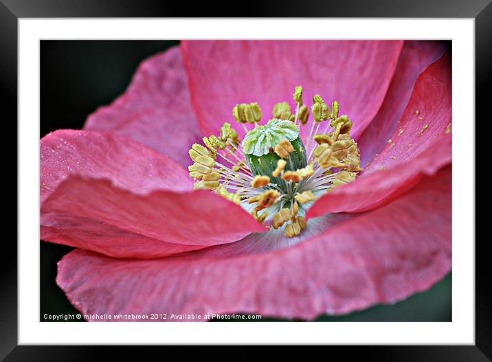 Wild Pink Framed Mounted Print by michelle whitebrook