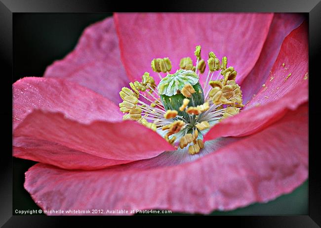 Wild Pink Framed Print by michelle whitebrook