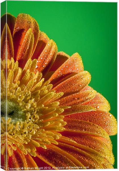 Wet flower Canvas Print by Nathan Wright