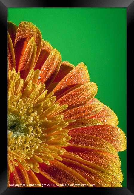 Wet flower Framed Print by Nathan Wright
