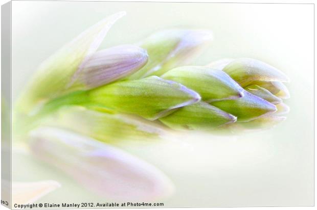 Hyacinth Flower Buds Canvas Print by Elaine Manley