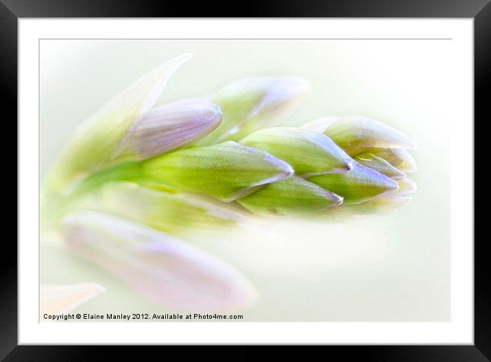 Hyacinth Flower Buds Framed Mounted Print by Elaine Manley