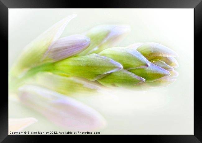 Hyacinth Flower Buds Framed Print by Elaine Manley