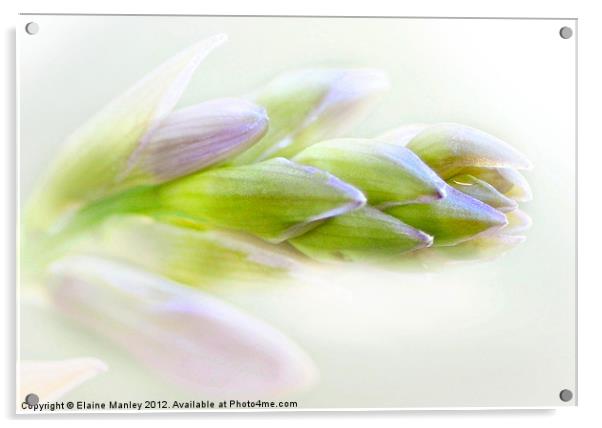 Hyacinth Flower Buds Acrylic by Elaine Manley