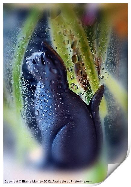 Pewter Cat in a Glass...misc  Print by Elaine Manley